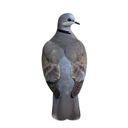 Ringdove