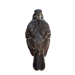 Roadrunner