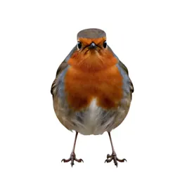 Robin