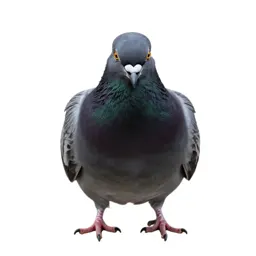 Rock dove