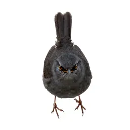 Rock wren