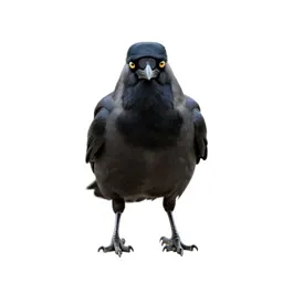 Rook