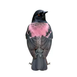 Rose-colored starling