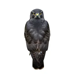 Rough-legged hawk