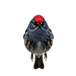 Ruby-crowned kinglet