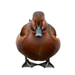 Ruddy duck