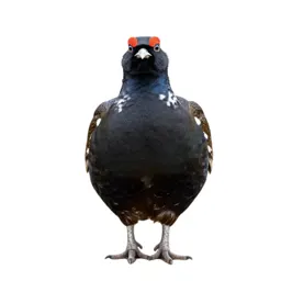 Ruffed grouse