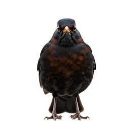 Rusty blackbird