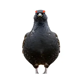 Sage grouse