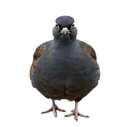 Sandgrouse