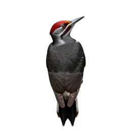 Sapsucker
