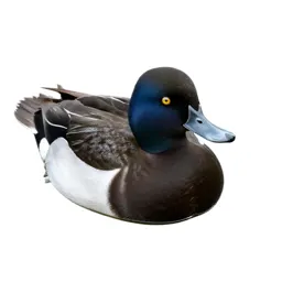 Scaup