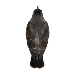 Scissortail