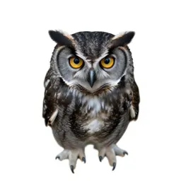Screech owl