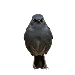 Scrubbird