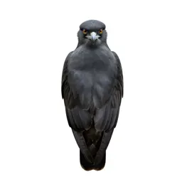Secretary bird