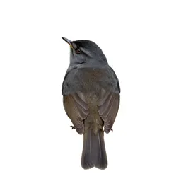 Sedge warbler