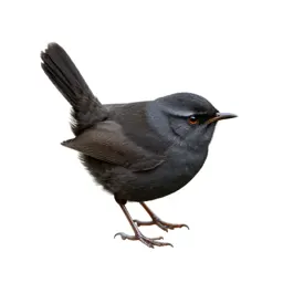 Sedge wren