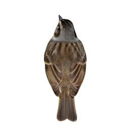 Serin