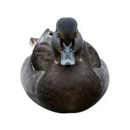 Shelduck