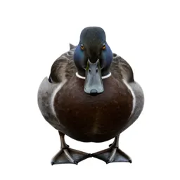 Shoveler