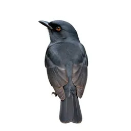 Shrike