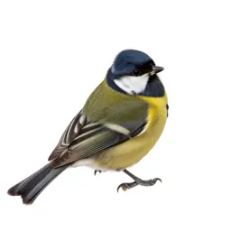 Siskin