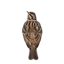 Skylark