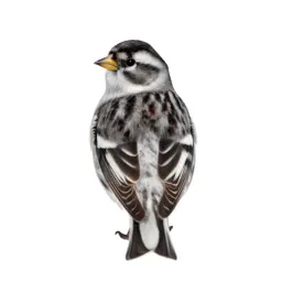 Snow bunting