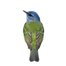 Solitary vireo