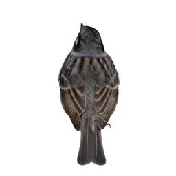 Song sparrow