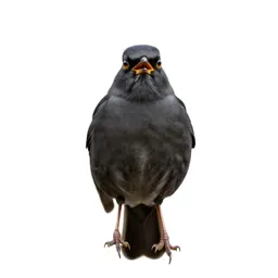 Songbird