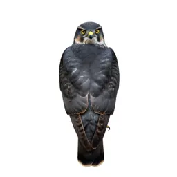 Sparrow hawk