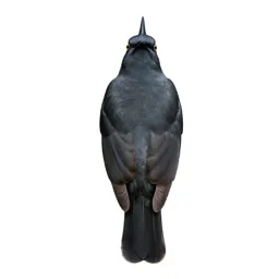 Spotted antbird