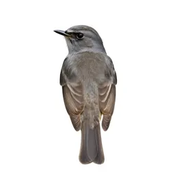 Spotted flycatcher