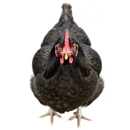 Spring chicken
