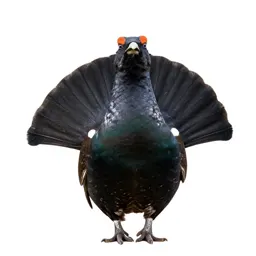 Spruce grouse