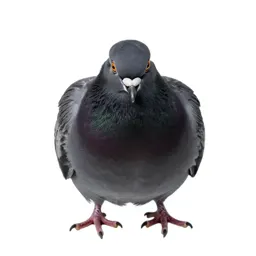 Squab