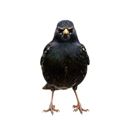 Starling