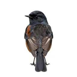 Stonechat