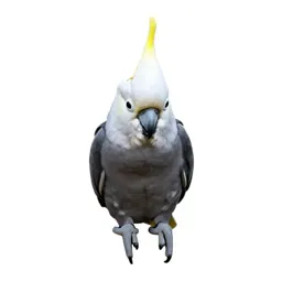 Sulphur-crested cockatoo