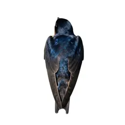 Swallow