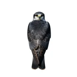 Swallow-tailed kite