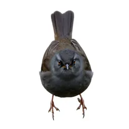 Swamp sparrow
