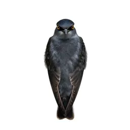 Swiftlet