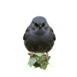 Tailorbird