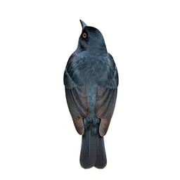 Tanager