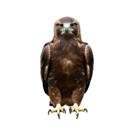 Tawny eagle