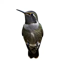 Thornbill
