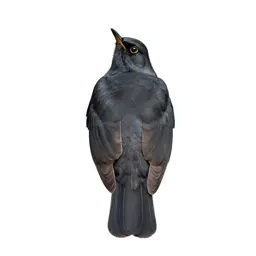 Thrush nightingale